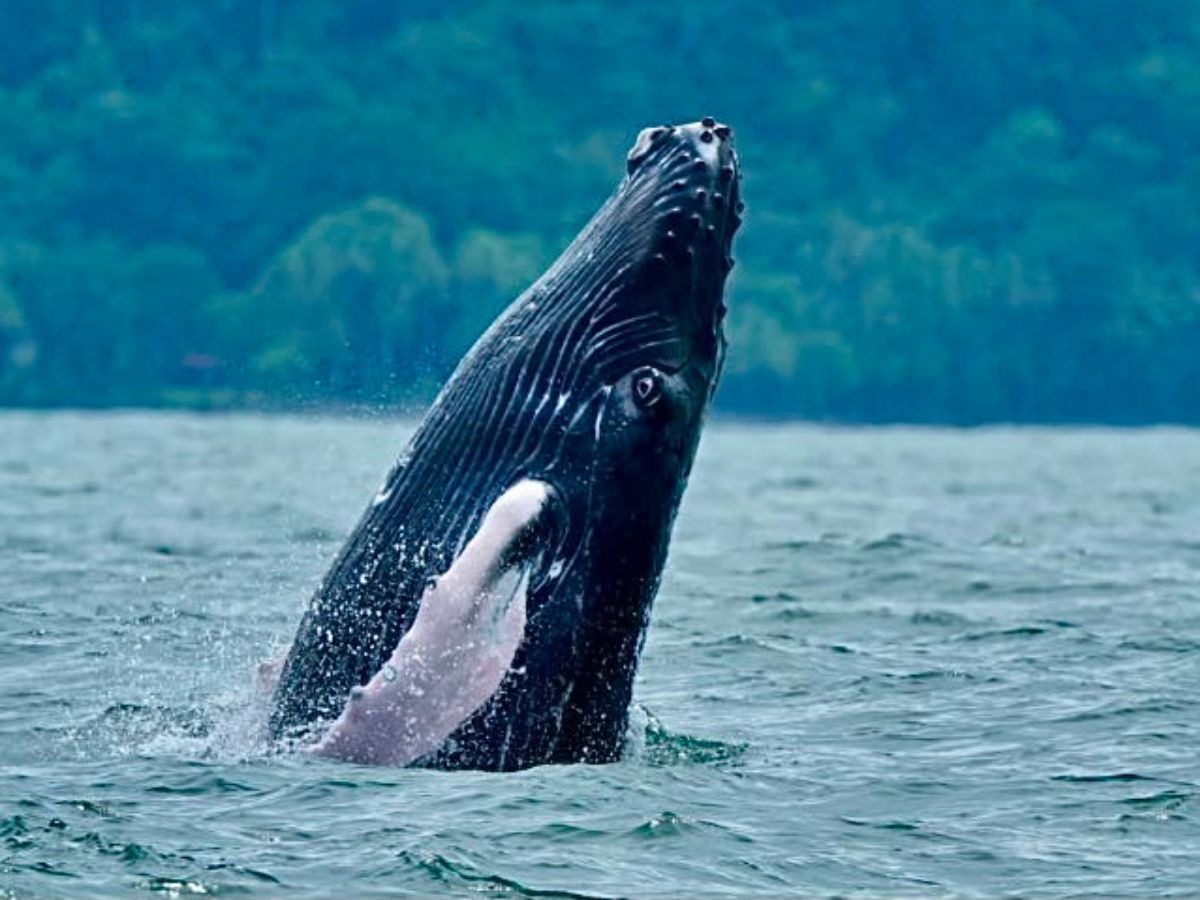 El Décimo Sexto Festival de Ballenas y Delfines promete una agenda familiar variada, conciertos, tours sostenibles de avistamiento y muchas sorpresas, este 04,05 y 05 de septiembre.