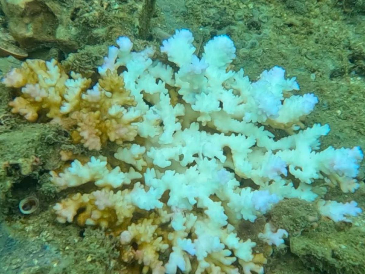 Calentamiento de las aguas del Pacífico genera condiciones de estrés térmico que pueden debilitar los arrecifes coralinos y provocar la muerte de estos organismos marinos.