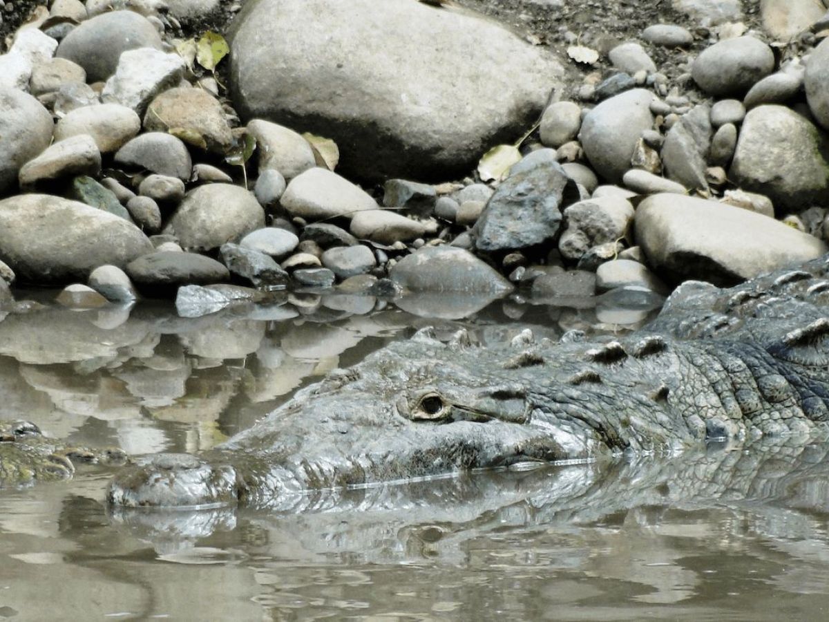El agua se ve tranquila. A simple vista, no hay nada que alerte. La orilla parece segura, el paisaje invita a meterse sin pensarlo mucho. Pero en muchos puntos del país, esa calma puede ser engañosa.
