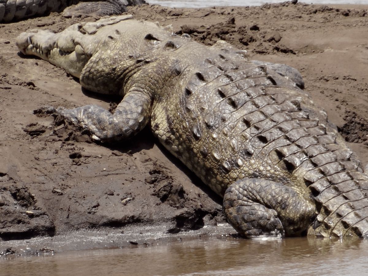 Ver muchos cocodrilos en el río Grande de Tárcoles no significa necesariamente que tengan suficiente espacio en condiciones ideales para reproducirse, proteger a sus crías y desplazarse.