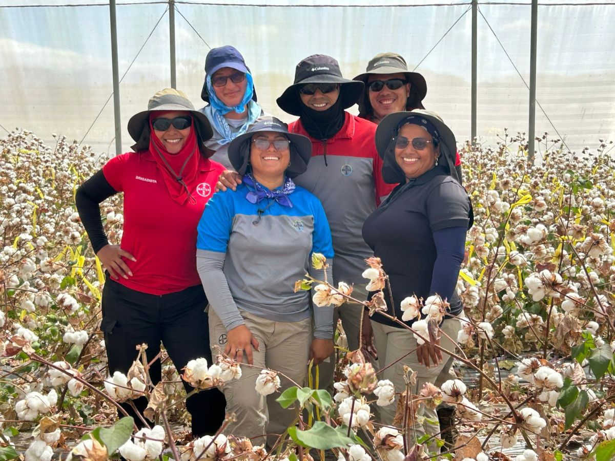 Más de 300 hectáreas sembradas anualmente y 40 toneladas exportadas a Estados Unidos.