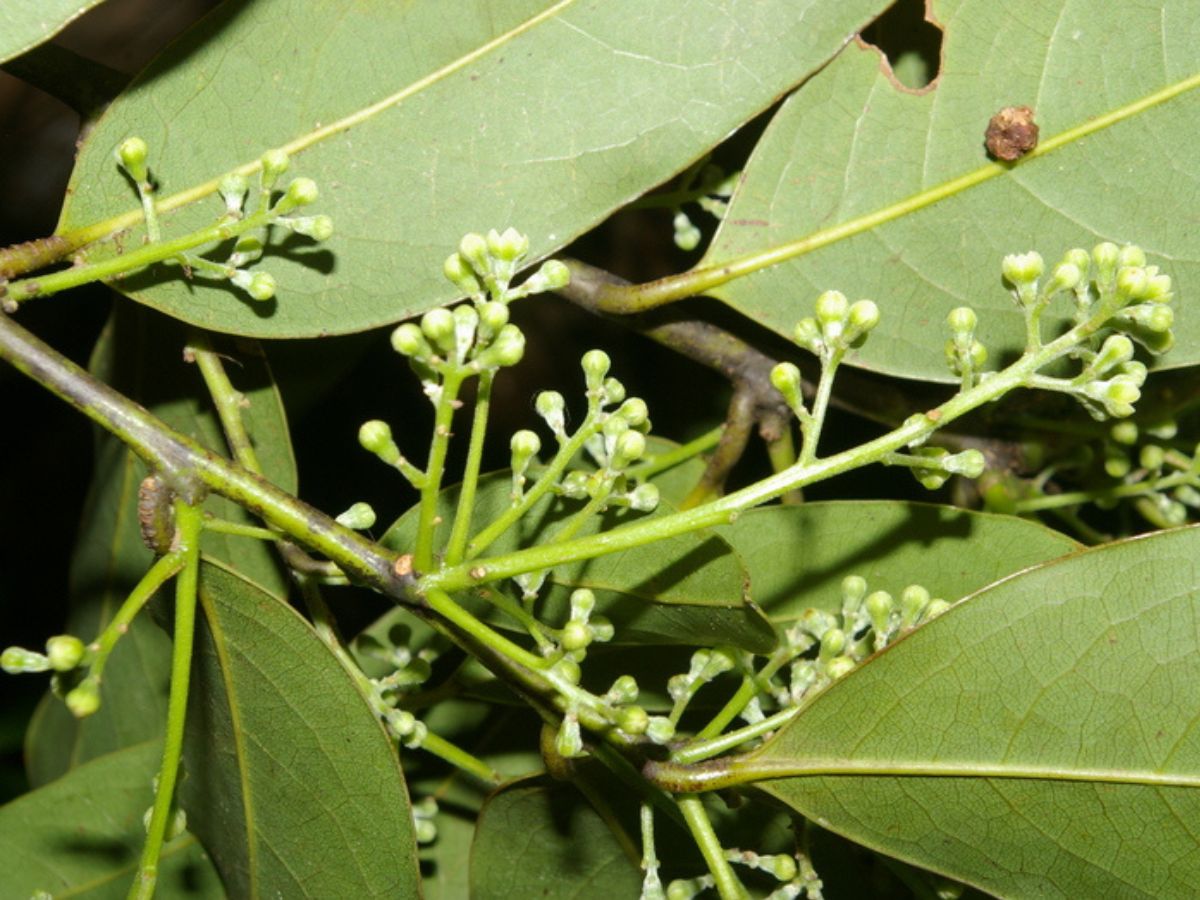 Nueva especie de árbol descubierta en el Área de Conservación Guanacaste fortalece el valor de la investigación, manejo y conservación de su biodiversidad