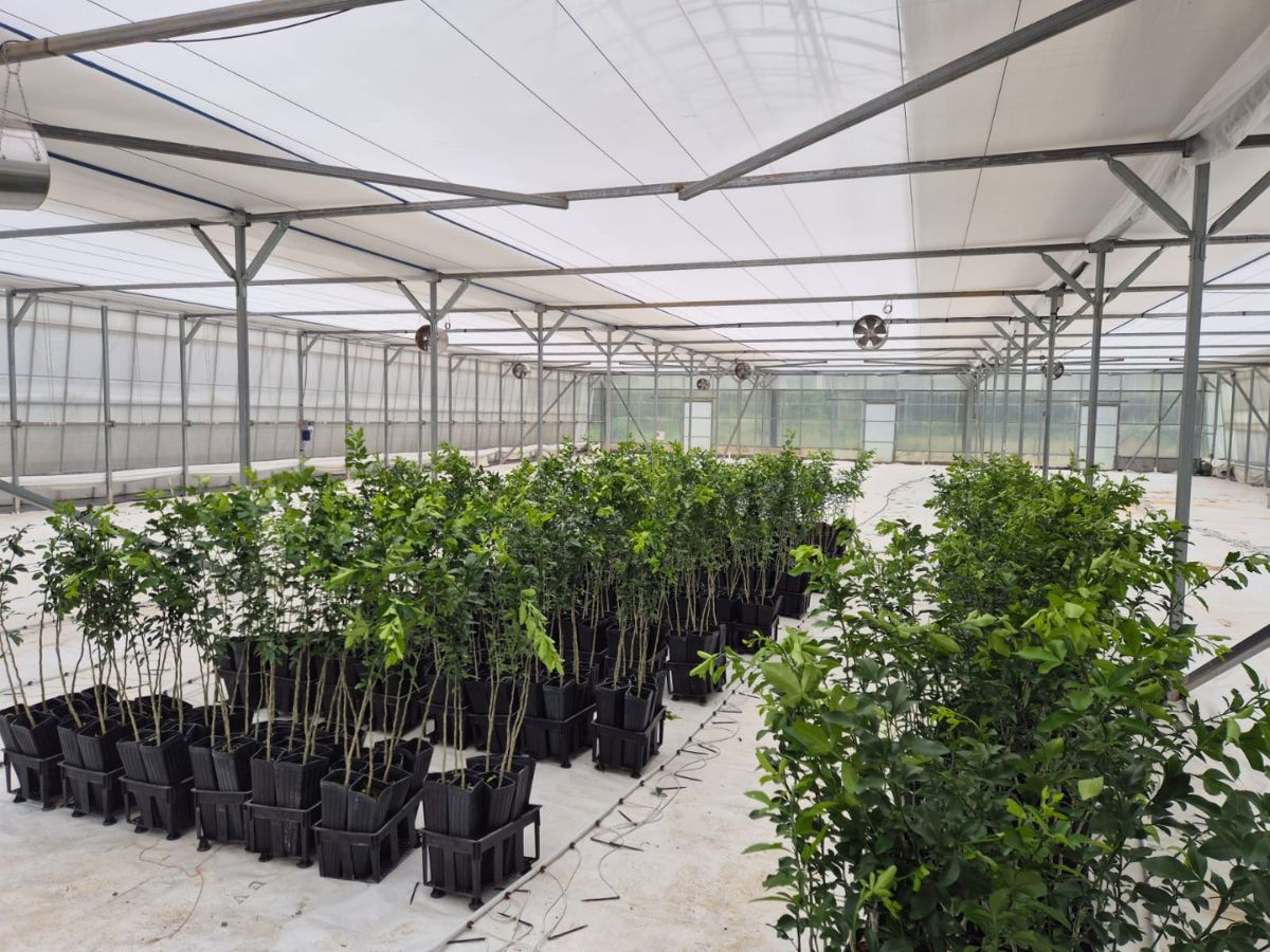 El Ministerio de Agricultura y Ganadería (MAG), a través del Instituto Nacional de Innovación y Transferencia en Tecnología Agropecuaria (INTA), puso en marcha una ofensiva nacional para recuperar la citricultura costarricense, tras ser definida como prioridad por la comisión técnica frente al impacto del Huanglongbing (HLB), la enfermedad más devastadora para este cultivo.