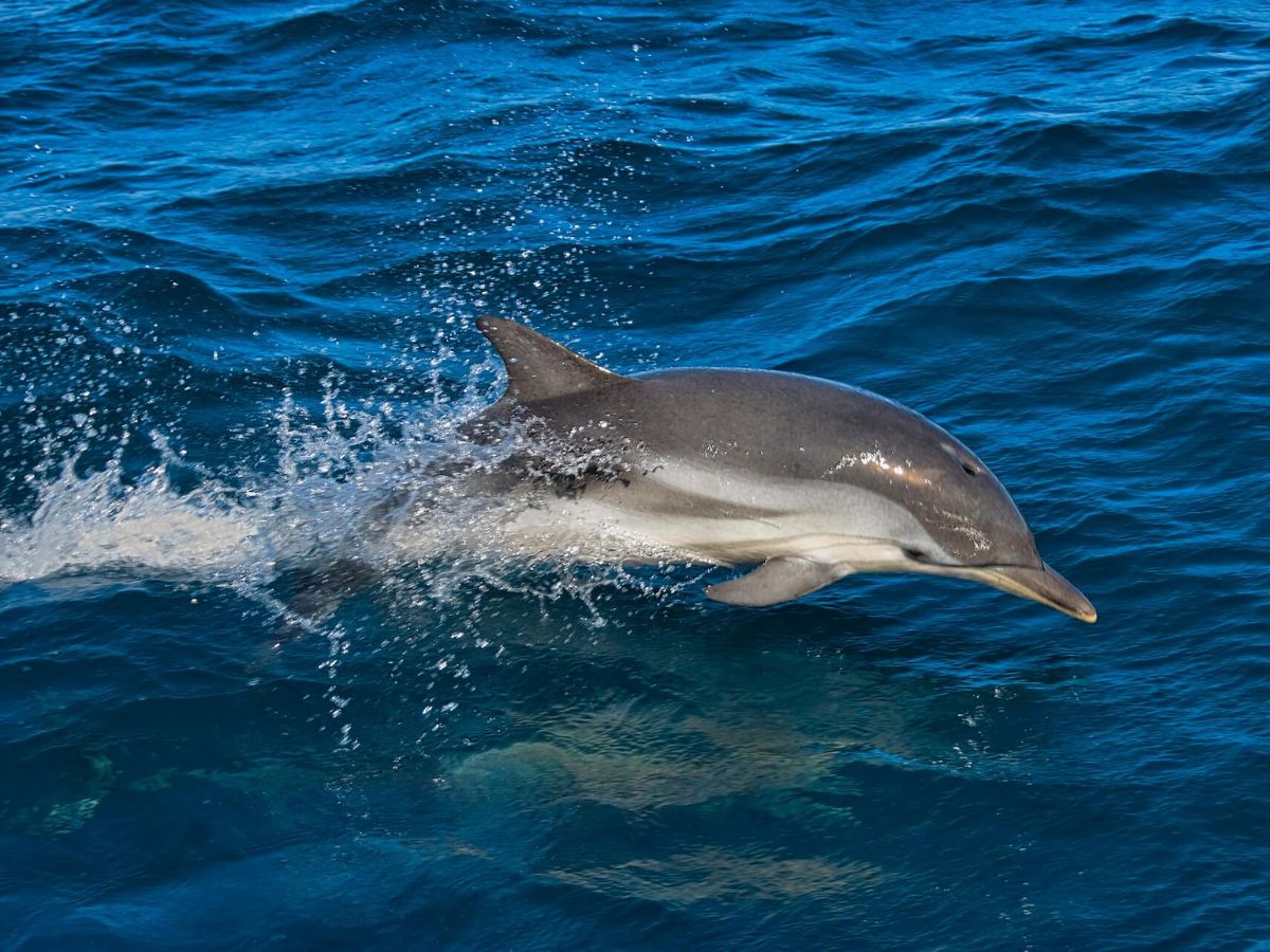 Tras dos décadas de investigación sobre la presencia de neurobrucelosis en delfines rayados juveniles hallados muertos en las playas del Pacífico costarricense, se determinó que el 95 % de los cetáceos encallados resultaron positivos a la bacteria Brucella ceti.