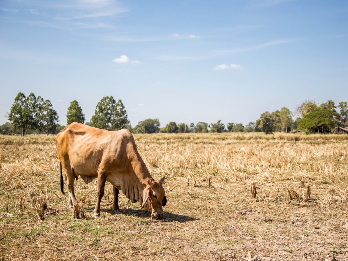 Tras la severa sequía de 2014-2015, Costa Rica avanzó en acciones para fortalecer su capacidad de adaptación. No obstante, el actual fenómeno de El Niño representa una oportunidad para evaluar si esas medidas han permitido mejorar la captación, el almacenamiento, uso eficiente y reutilización del agua.