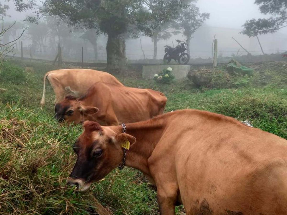 El Ministerio de Agricultura y Ganadería (MAG) presenta oficialmente el Programa Bandera Azul Ecológica, categoría Agropecuaria 2.0, que representa un impulso estratégico al incorporar por primera vez incentivos económicos directos para reconocer los beneficios ambientales generados en las pequeñas y medianas fincas que implementan prácticas sostenibles.
