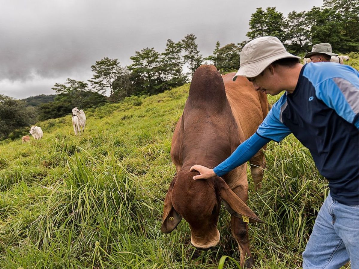 NAMA Ganadería alcanza unas 200 mil hectáreas con prácticas dirigidas a mejorar la productividad, conservar suelos y agua y preparar las fincas ante eventos climáticos extremos.