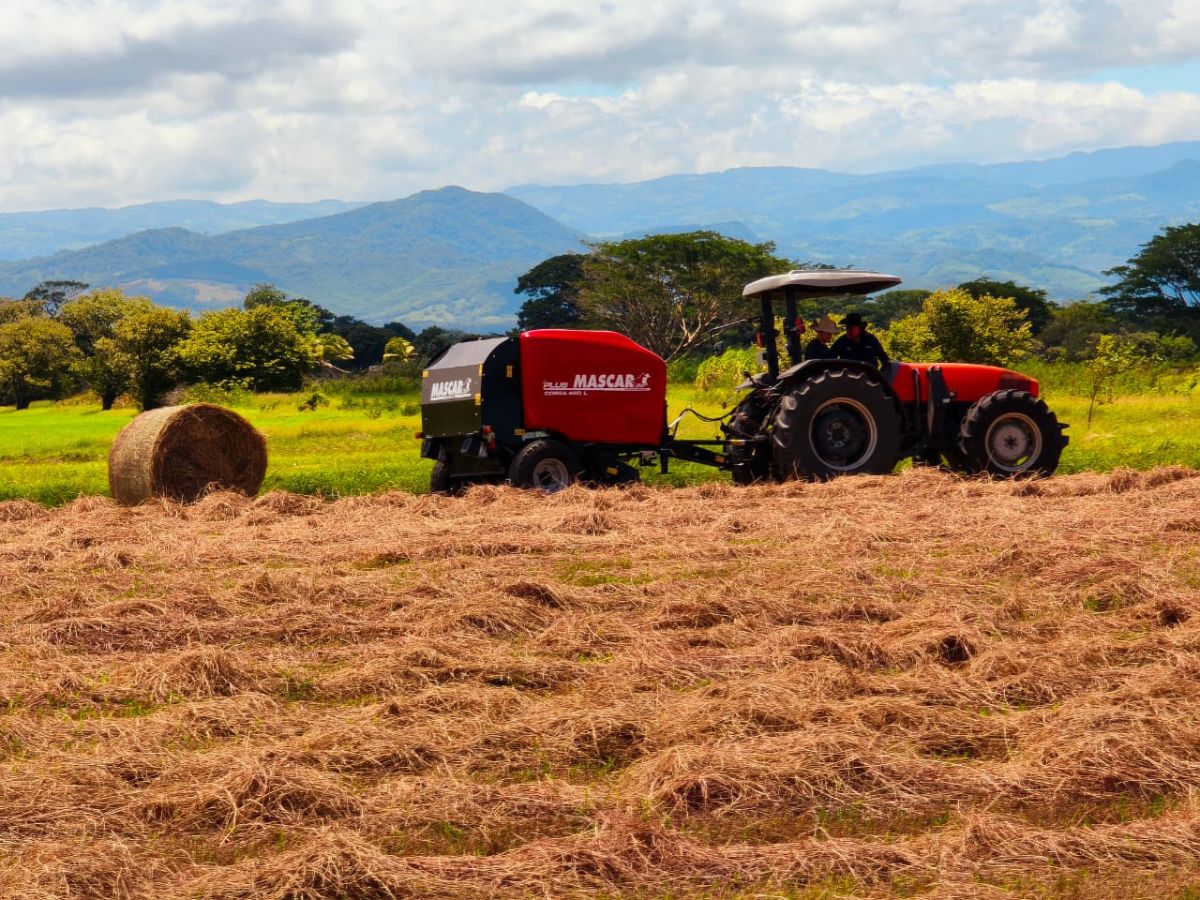 El Centro Nacional Especializado en Agricultura Bajo Riego del INA promueve siembra y valores nutricionales de dos variedades de forraje para la producción de pacas por medio de semilleros