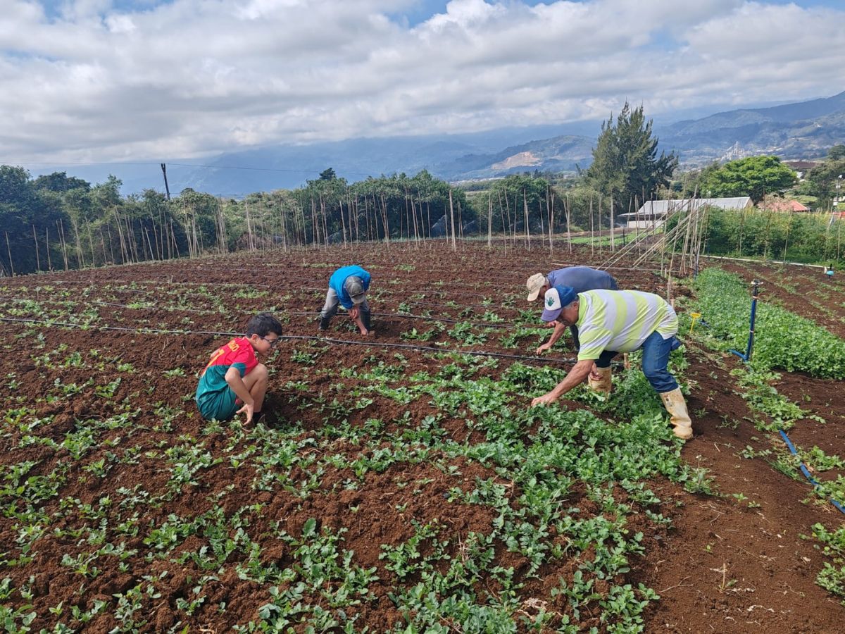 Proyecto de riego asentamiento El Tigre