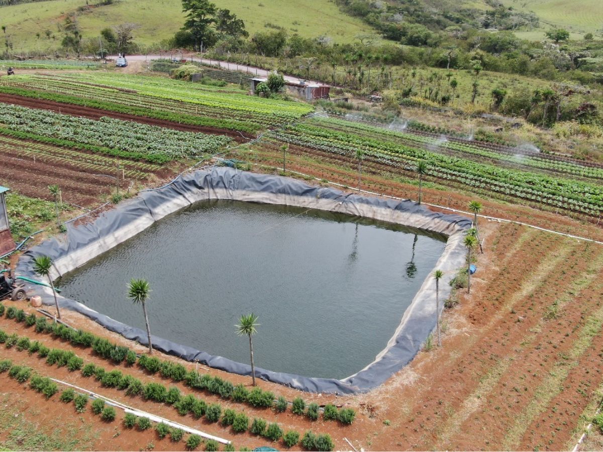 En el asentamiento Don Rogelio, en Paraíso, se construyó un sistema de riego por goteo y gravedad