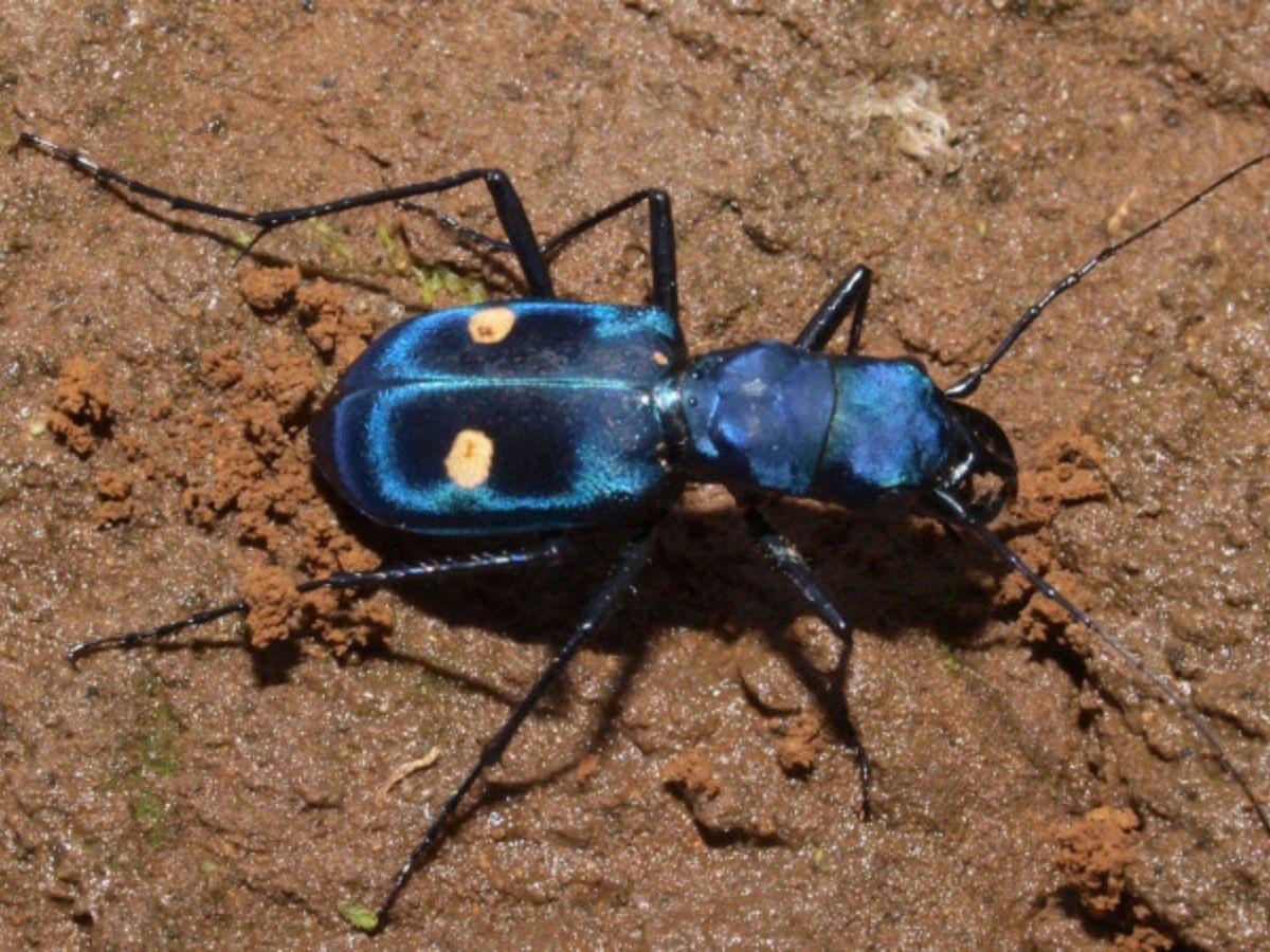 Familia: Carabidae