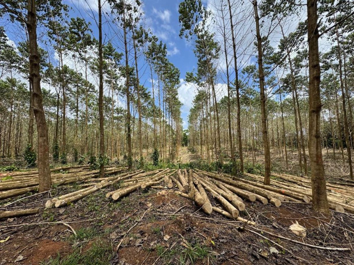 Según demuestra la investigación de Ingeniería Forestal del TEC, el uso de material genético tolerante junto con prácticas adecuadas de manejo silvicultural han permitido reducir significativamente la incidencia de la enfermedad, bajando de 60% de infección a una incidencia de 5-8%.