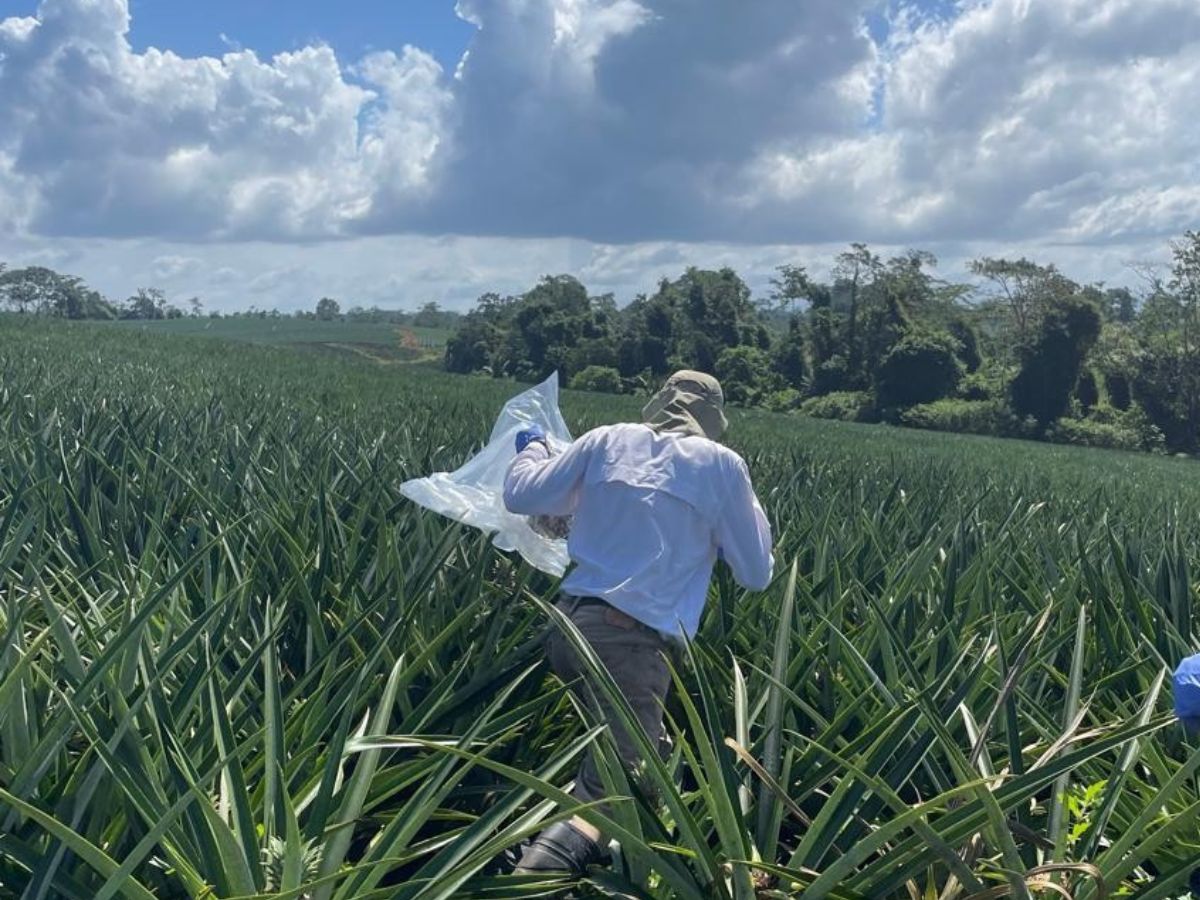 Piña, banano y café siguen predominando las exportaciones orgánicas