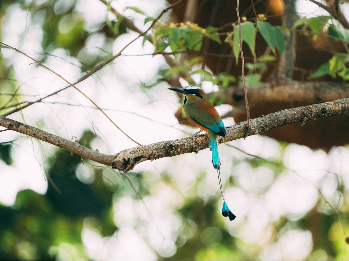 Acciones se desarrollan en cerca de 40 hectáreas protegidas de bosque tropical seco costero y manglar. 