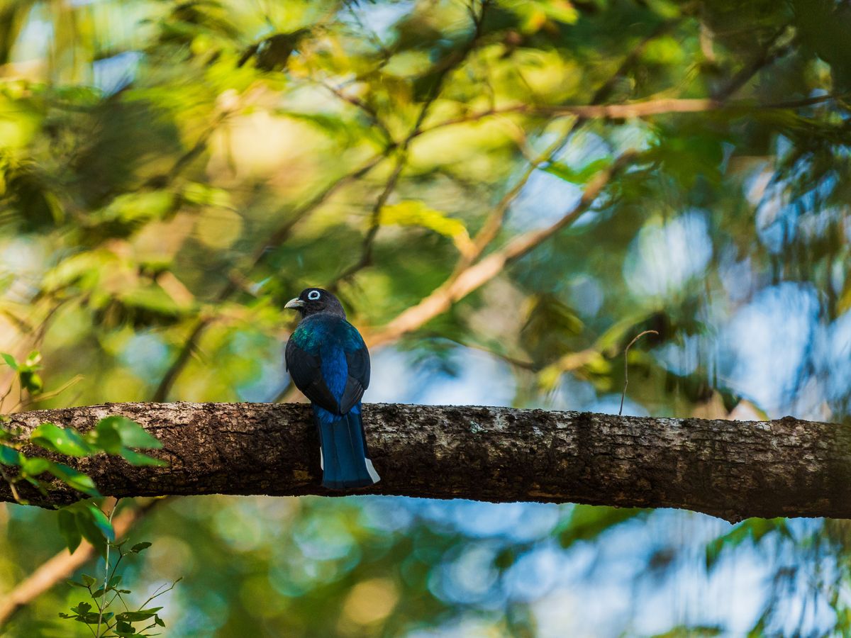 Red de 20 cámaras trampa permitió generar información científica importante para fortalecer la protección del bosque tropical seco.