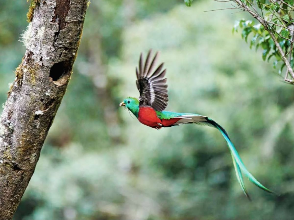 La revista Nat Geo Alemania publicó un amplio reportaje de once páginas de acerca de los atractivos turísticos de Costa Rica en su edición impresa y digital más reciente.