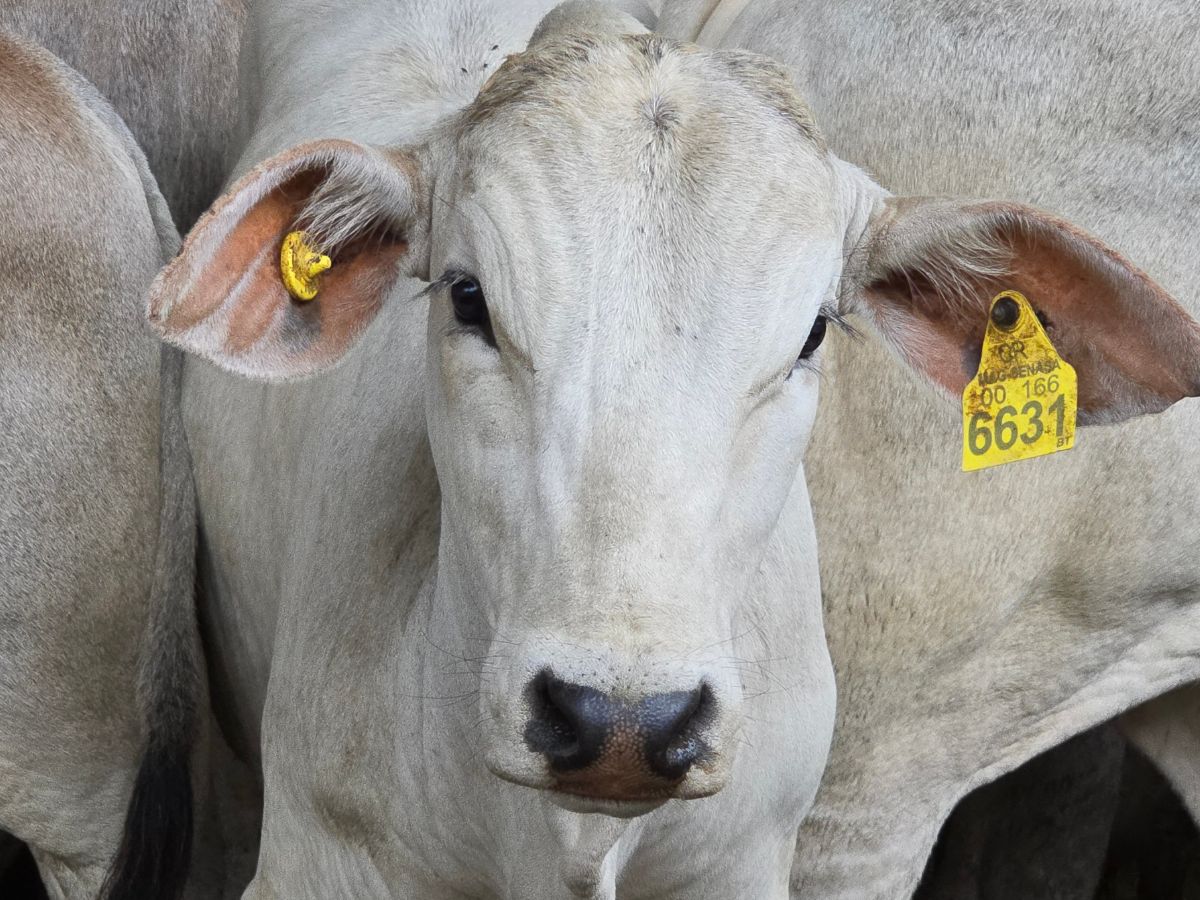 A partir del 27 de octubre, únicamente podrán identificarse animales menores de seis meses, sin posibilidad de una nueva prórroga.