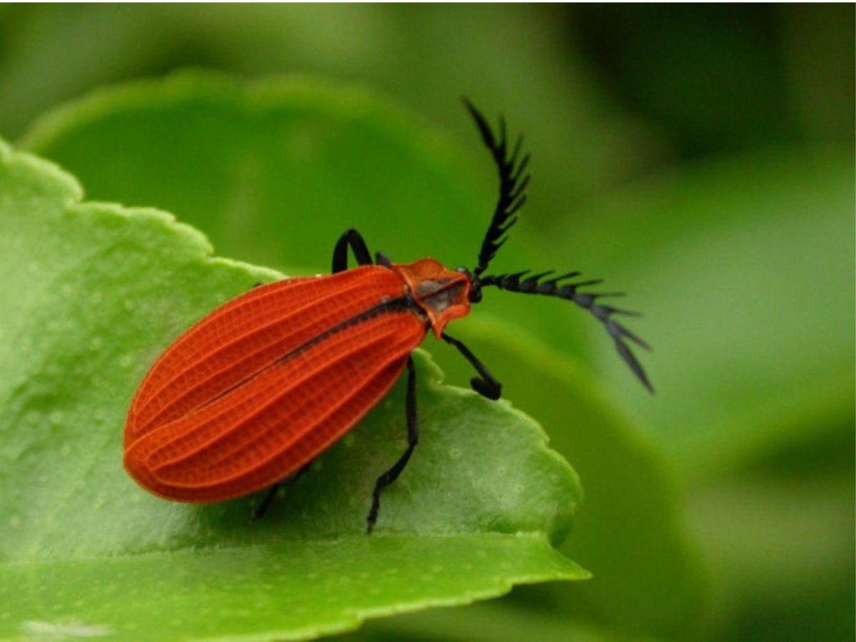 Más de tres décadas de investigación en el Área de Conservación Guanacaste transforman la estimación mundial de especies de insectos