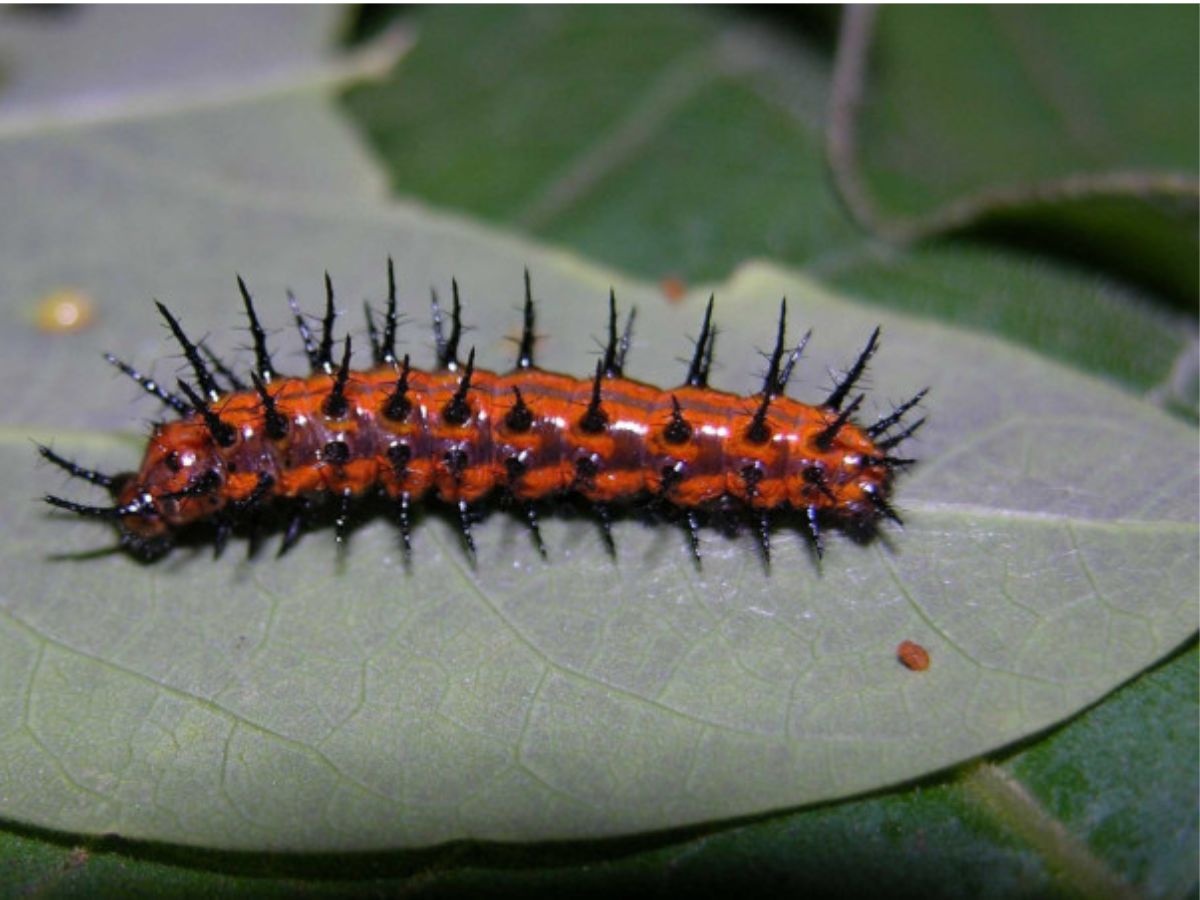 Larva Agraulis vanillae (Nymphalidae)