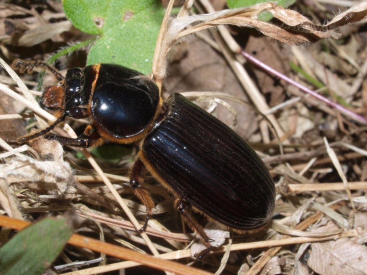 Familia: Passalidae
