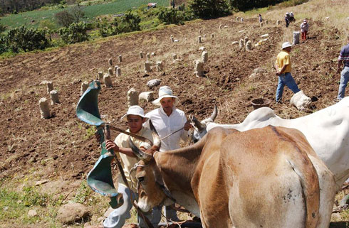 Decreto atenderá sequía en Guanacaste